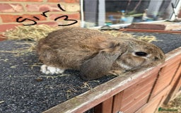Mixed Breed rabbits for sale: Mixed breeds rabbits 8-12 weeks old  - Image 12