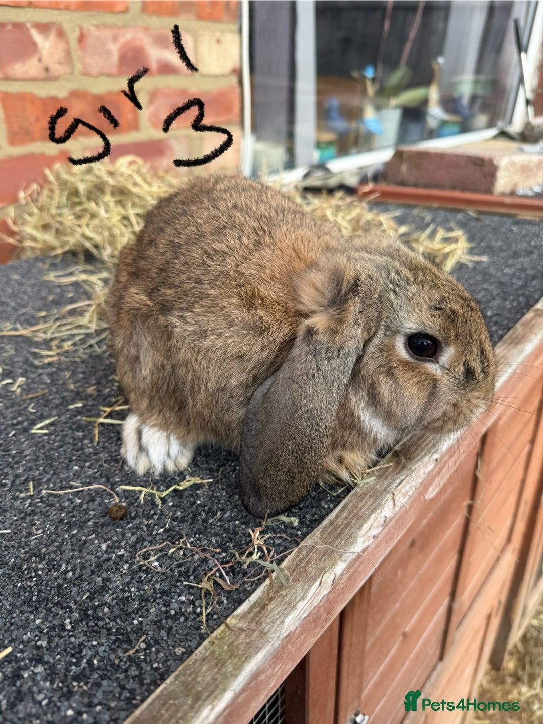 Mixed Breed rabbits for sale: Mixed breeds rabbits 8-12 weeks old  - Image 12