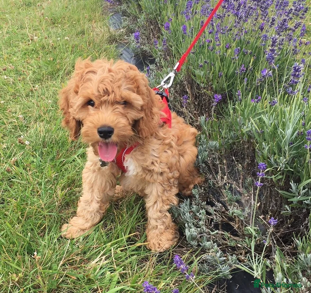 Miniature Poodle dogs for stud: Miniature Poodle DNA tested Stud. Apricot in Pershore - Advert 6
