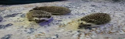 Pygmy Hedgehog rodents for sale: Females African pigmy hedgehogs  - Advert 5