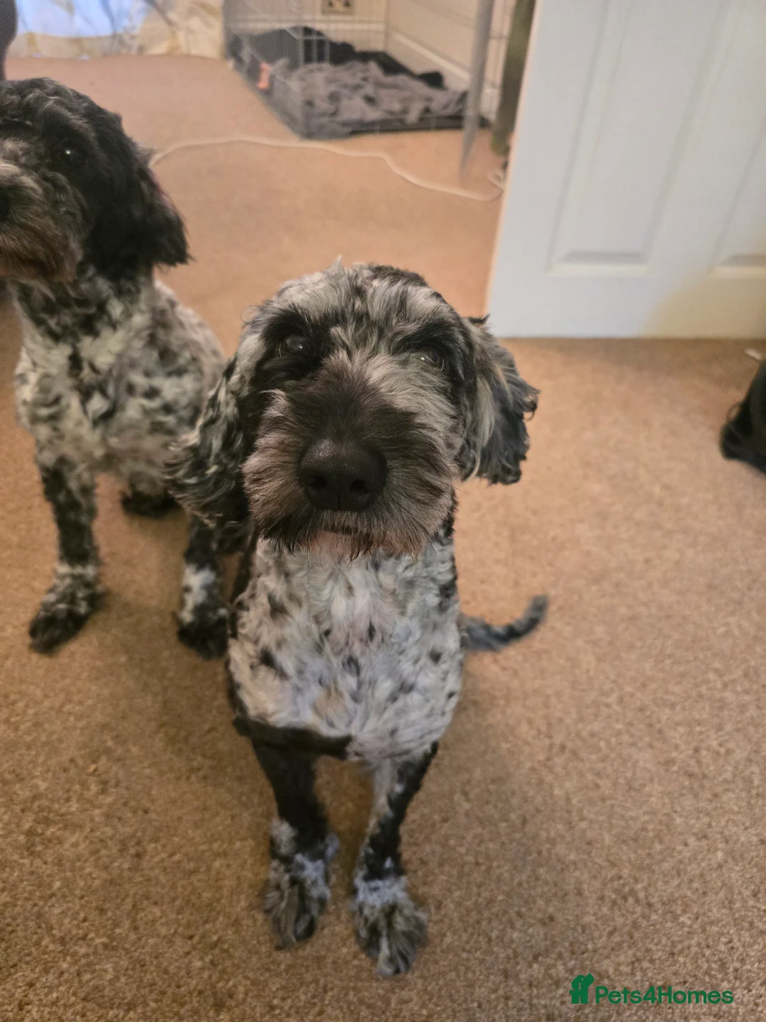 Cockapoo dogs for sale: Mearle Cockerpoo - Advert 3