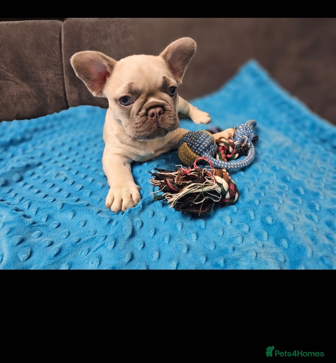 French Bulldog dogs for sale: French bulldog puppies  - Advert 38