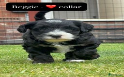 Mixed Breed dogs for sale: Tibetan Terrier x cockerpoo  - Image 7