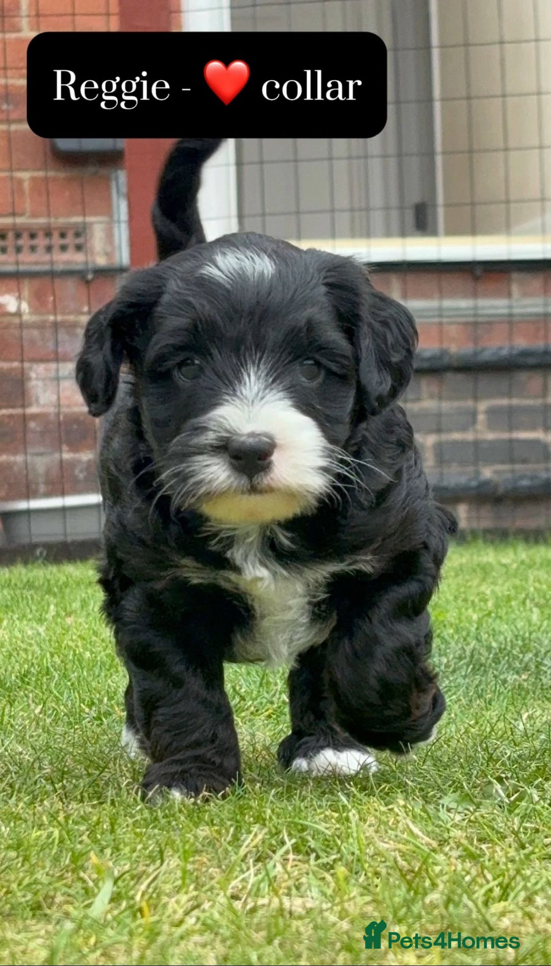 Mixed Breed dogs for sale: Tibetan Terrier x cockerpoo  - Image 7