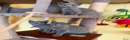 Russian Blue cats for sale: TICA REGISTERED Pure Breed Russian Blue Kittens - Advert 2