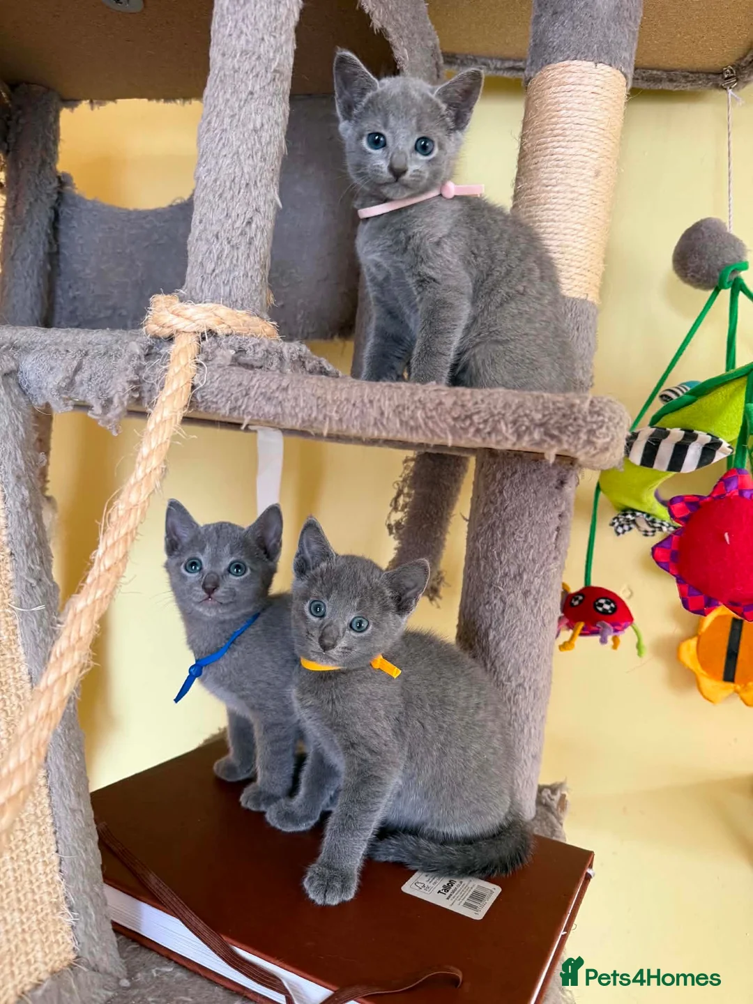 Russian Blue cats for sale: TICA REGISTERED Pure Breed Russian Blue Kittens - Advert 2