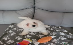Bichon Frise dogs for sale: Last boy bichon frise pup 🩵 11 weeks old  - Image 4