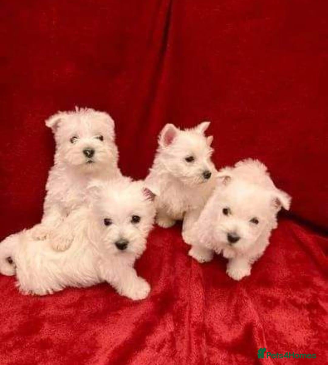 West Highland Terrier dogs STUNNING WESTIE PUPPIES READY - Advert 8