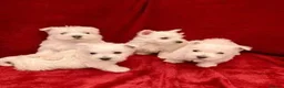 West Highland Terrier dogs for sale: STUNNING WESTIE PUPPIES READY in Oldham - Advert 1