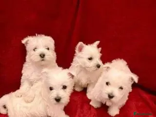 West Highland Terrier dogs STUNNING WESTIE PUPPIES READY - Advert 8