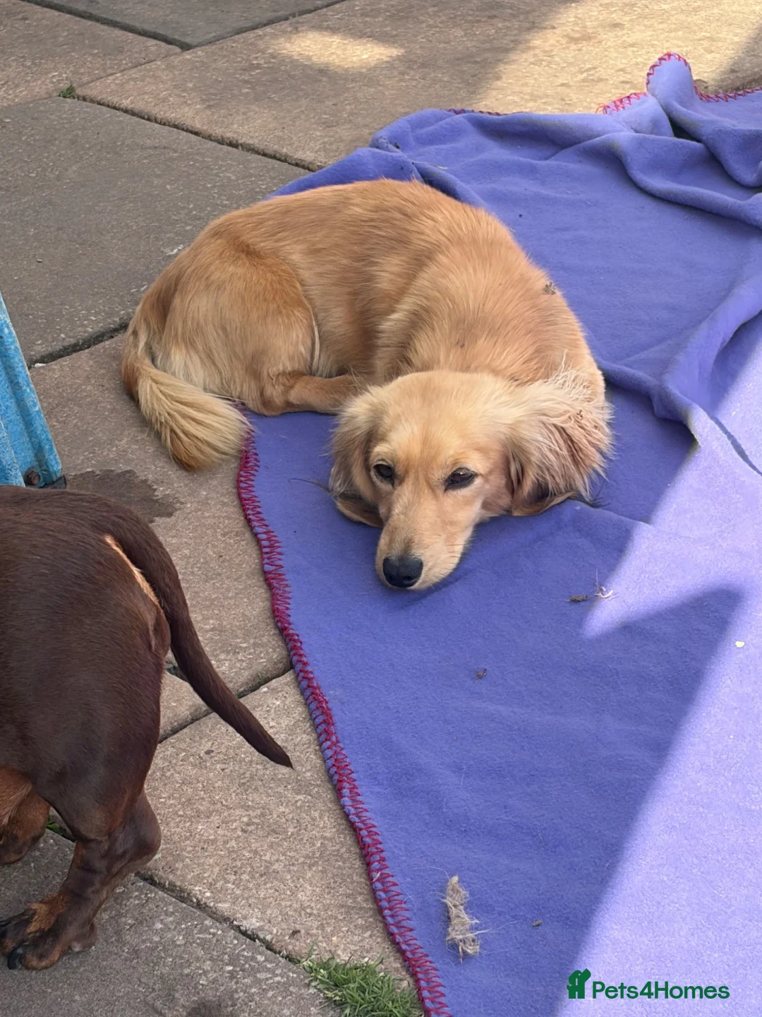 Miniature Dachshund dogs for stud: Cream long hair mini dachshund  - Advert 2