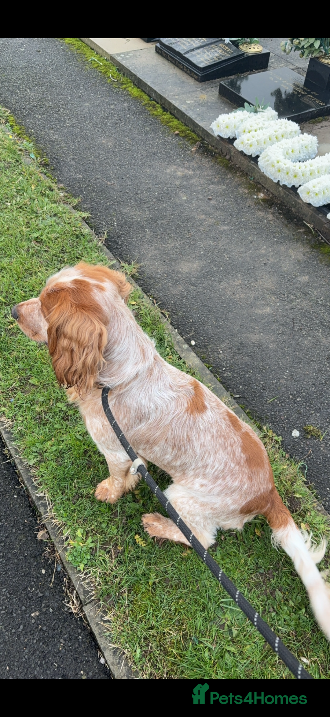 Cocker Spaniel dogs for stud: Lemon roan cocker spaniel stud - Image 6