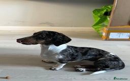 Miniature Dachshund dogs for sale: miniature dachshund  - Advert 2
