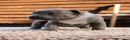 Staffordshire Bull Terrier dogs for sale: Amazing Staffordshire bull terrier litter!  in Welwyn Garden City - Advert 4