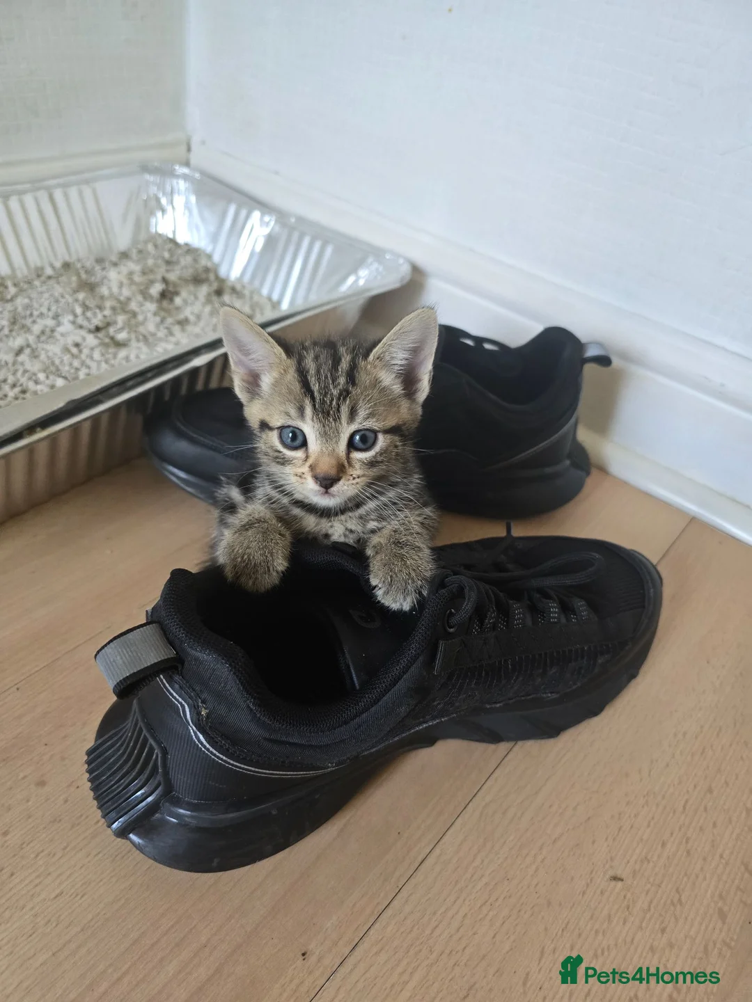 Brazilian Shorthair cats for sale: Lovely kittens  - Advert 2