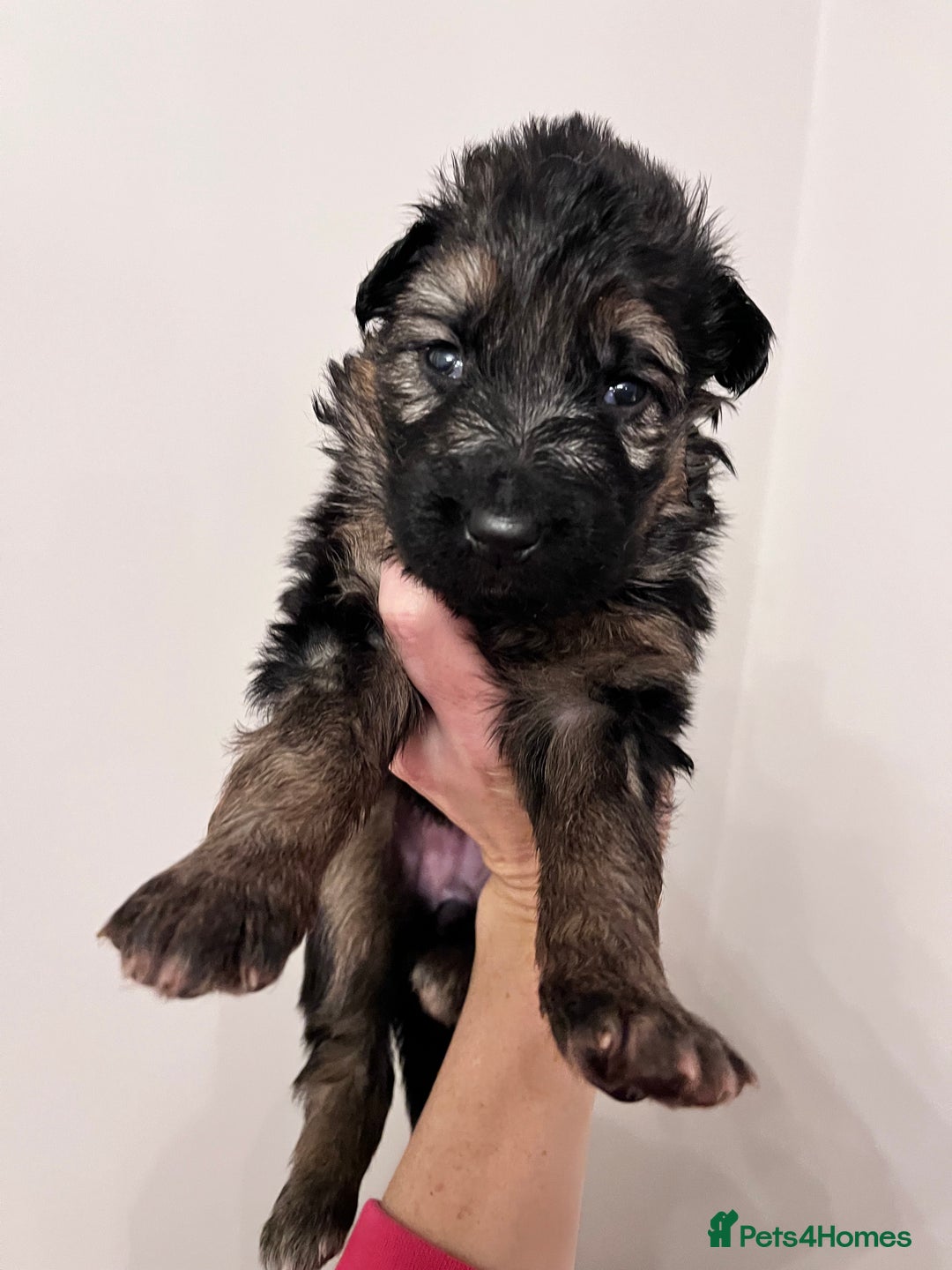 German Shepherd dogs for sale: Beautiful KC reg German Shepherd puppies for sale  - Advert 7