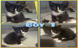 Mixed Breed cats for sale: 8 cute kittens for sale - 5 boys, 3 girls  - Image 8