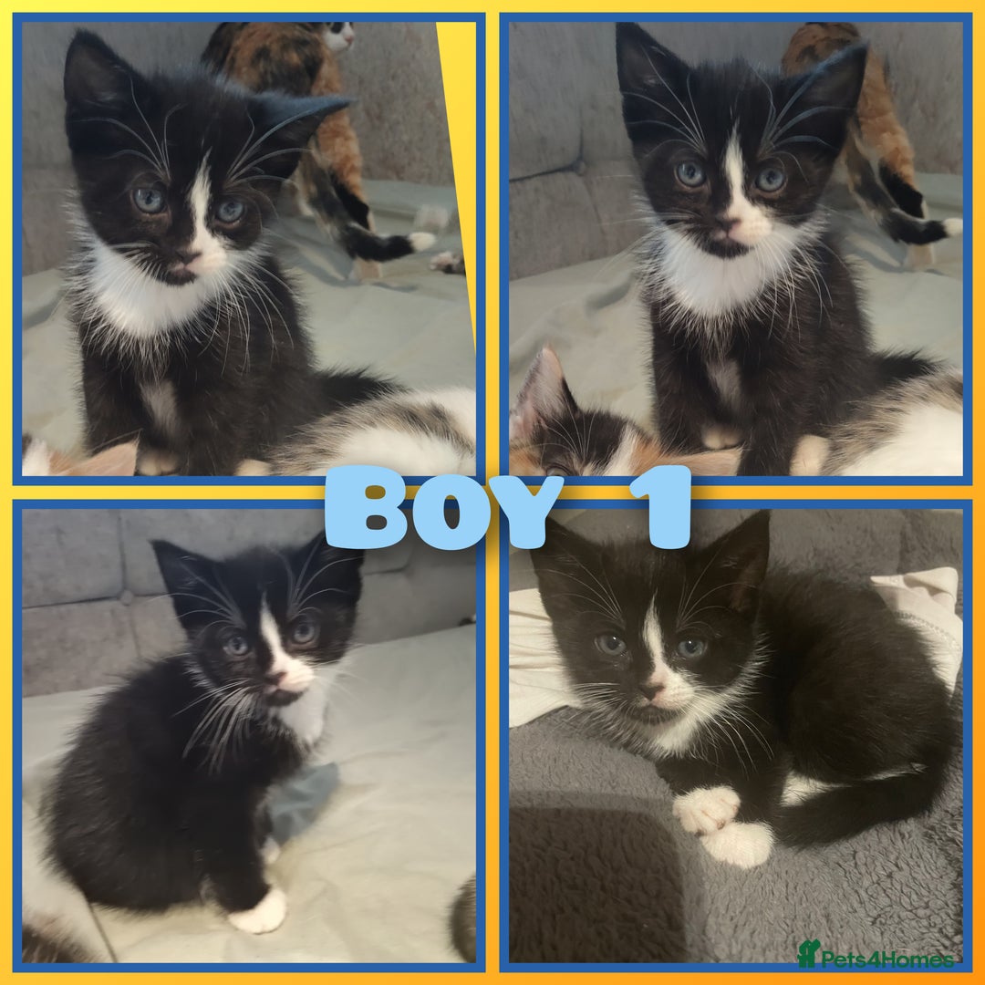Mixed Breed cats for sale: 8 cute kittens for sale - 5 boys, 3 girls  - Image 8