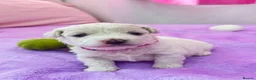 Bichon Frise dogs for sale:  💗KC BICHON FRISE PUPPIES – CHAMPION BLOODLINES💗 - Advert 6