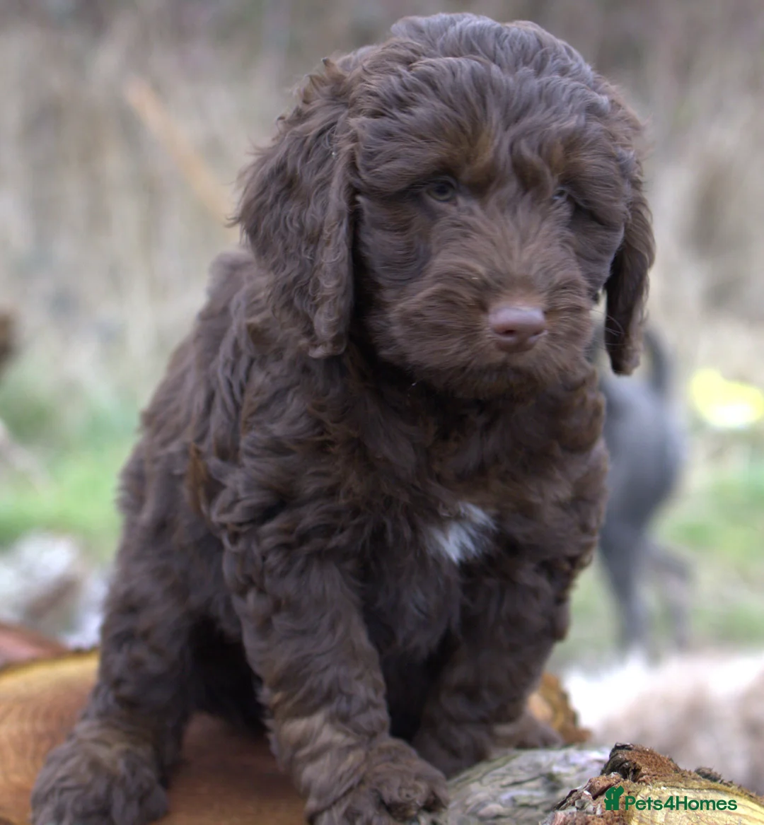 Double Doodle dogs for sale: 🌈Fully vaccinated and ready to meet the world 🌈 - Advert 14