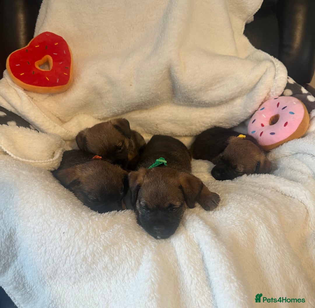 Border Terrier dogs for sale: Stunning litter of border terrier puppies  - Image 10