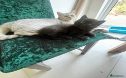 British Shorthair cats for sale: Fabulous, playful and healthy BSH kittens, rare - Image 36