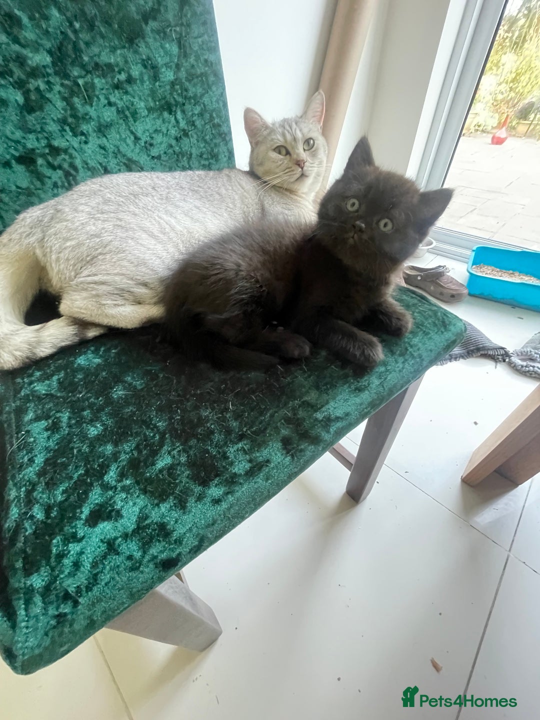 British Shorthair cats for sale: Fabulous, playful and healthy BSH kittens, rare - Image 36