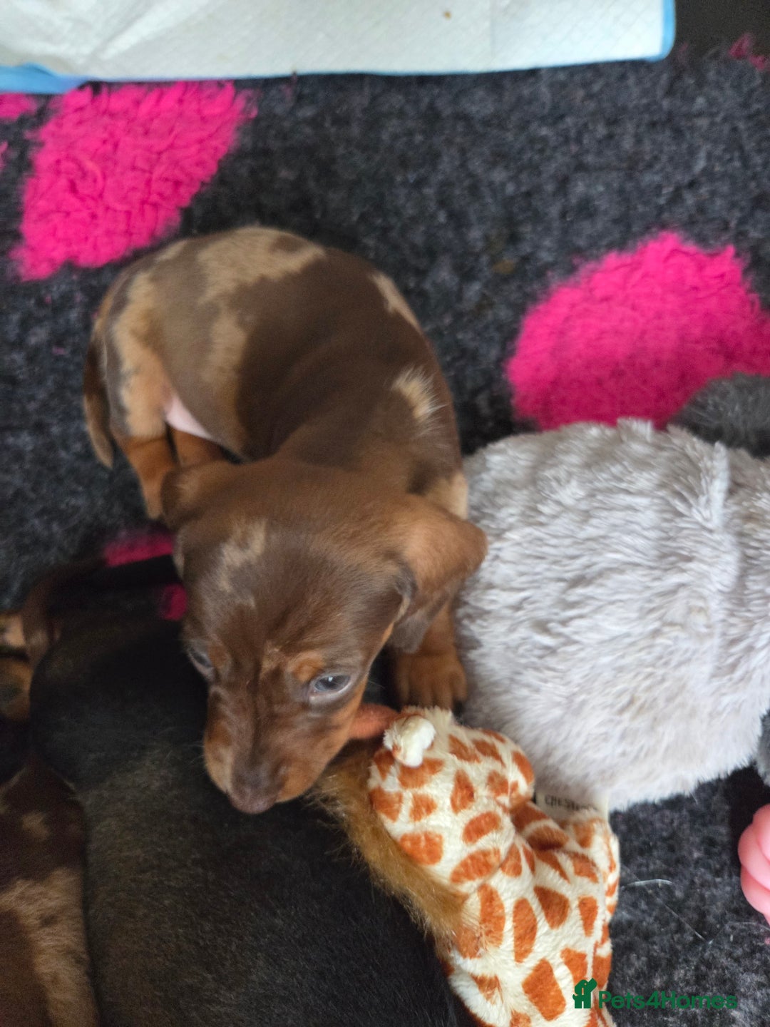 Dachshund dogs for sale: Beautiful pups born to our much loved girl Ruby  - Image 9