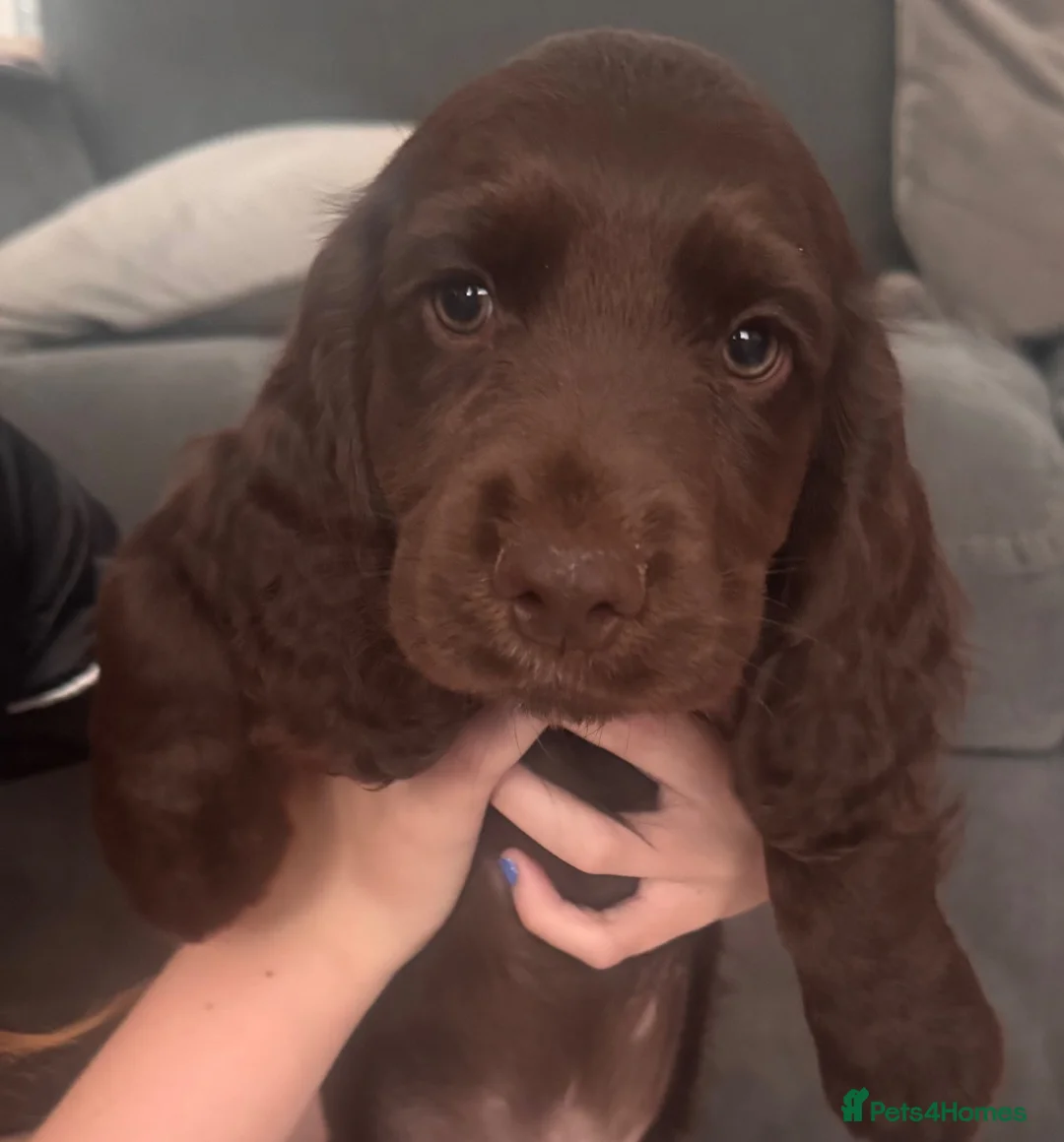 Cocker Spaniel dogs for sale: Working cocker spaniel pups 🐶 - Advert 2