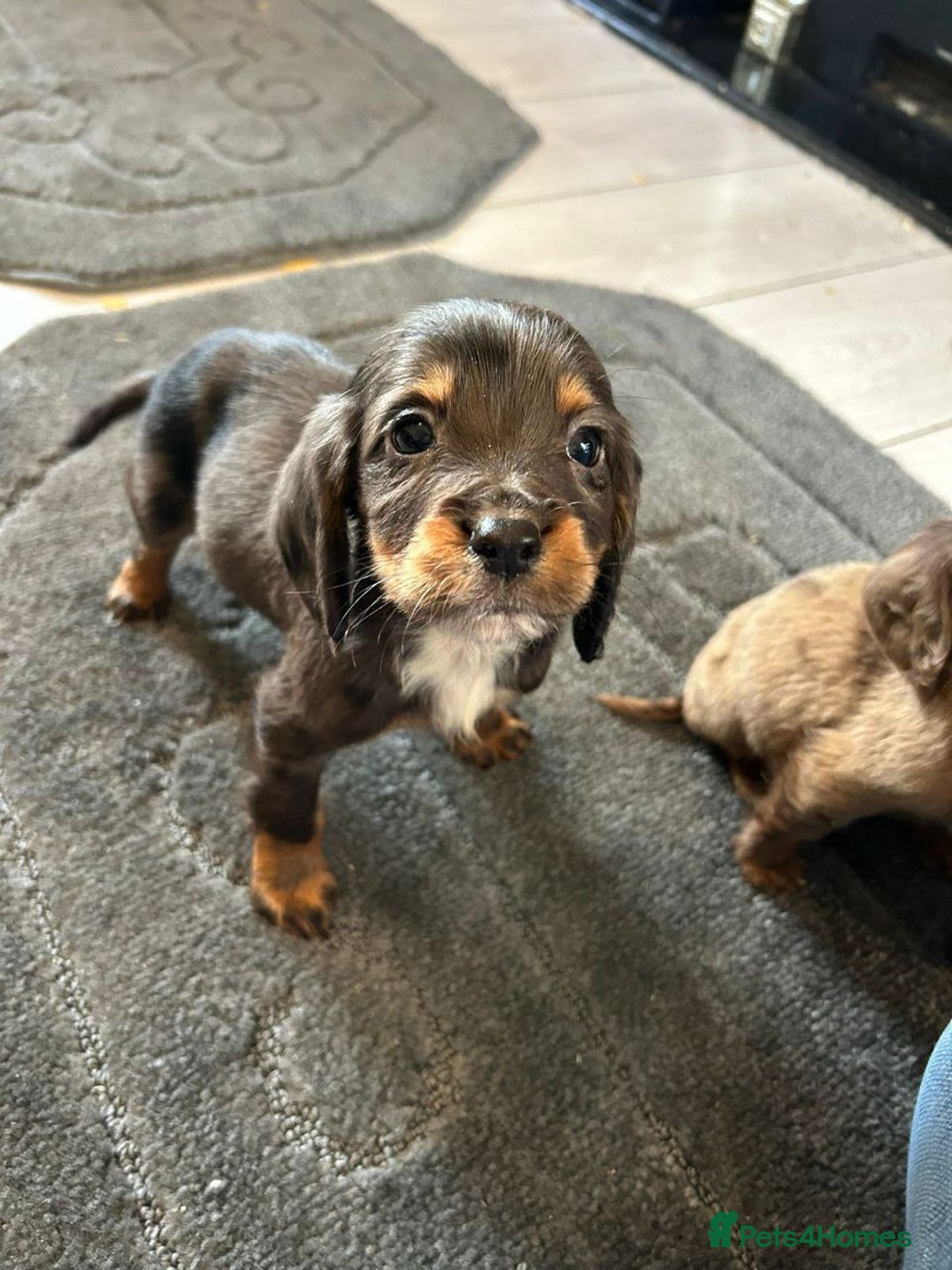 Cocker Spaniel dogs for sale: Adorable Cocker Spaniel Puppies - Advert 5