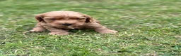 Cockapoo dogs for sale: F1 show line cockapoo puppies - Advert 11