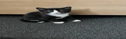 Turkish Van cats for sale: Litter of 4 gorgeous kittens  - Advert 2