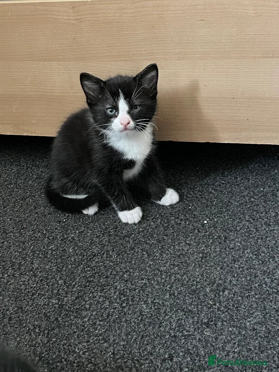 Turkish Van cats for sale: Litter of 4 gorgeous kittens  - Advert 2