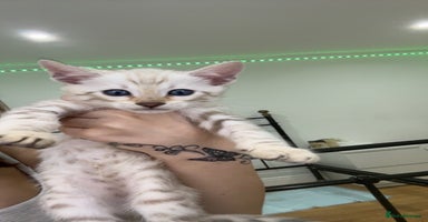 Bengal cats - Advert 13