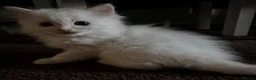 Ragdoll cats for sale: Beautiful Pedigree Ragdoll Kittens  - Advert 3