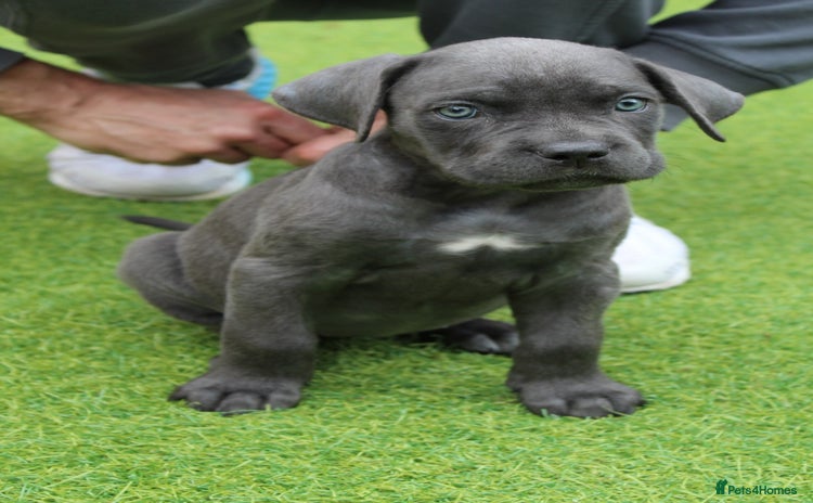 Cane Corso dogs - Advert 1