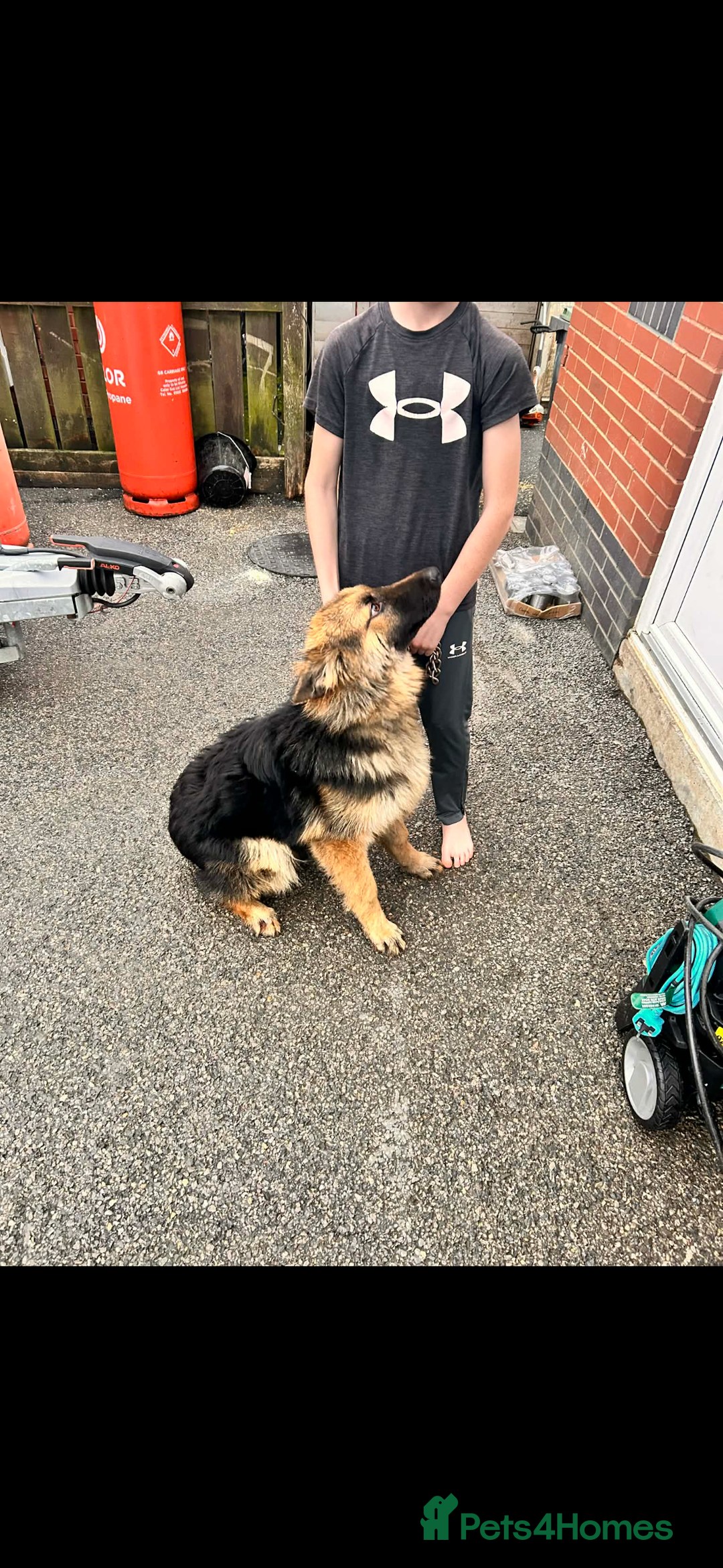 German Shepherd dogs for sale: German shepherd puppies - Advert 9