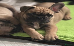 French Bulldog dogs for sale: KcFrenchiePup-HealthTestedParents-Lastone-Readynow in Derby - Image 12