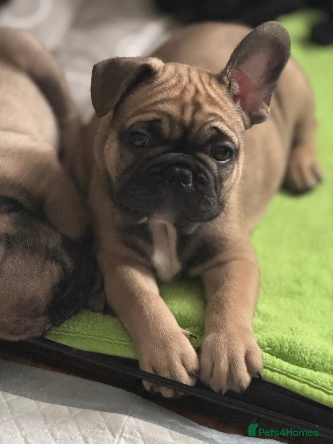 French Bulldog dogs for sale: KcFrenchiePup-HealthTestedParents-Lastone-Readynow in Derby - Image 12