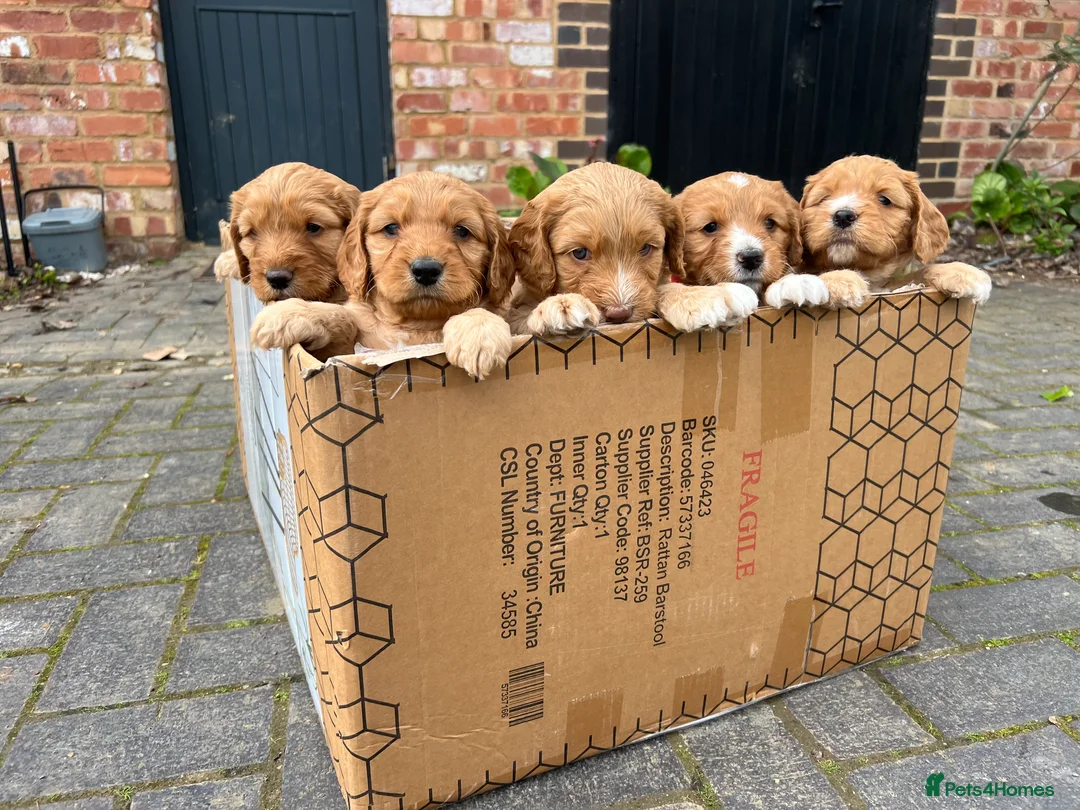 Poodle dogs for stud: FOR STUD Moyen Poodle (proven)  in Northampton - Advert 19