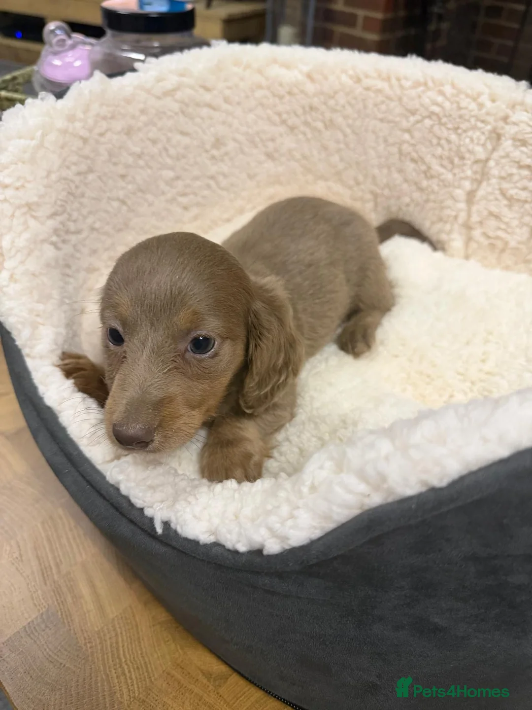 Miniature Dachshund dogs for sale: Longcoat Miniature Dachshunds  in Tonbridge - Advert 18