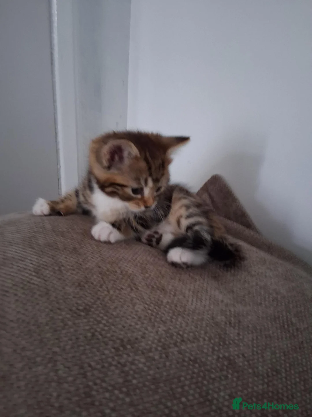 Mixed Breed cats for sale: Kittens 4 sale in Bishop Auckland - Advert 2