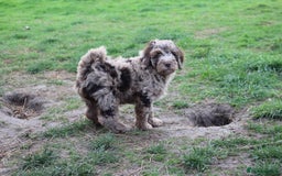 Australian Labradoodle dogs for sale: Health Tested ✔️ BOTH✔️ Parents HIP& ELBOW scored - Image 6
