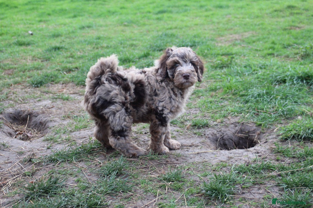 Australian Labradoodle dogs for sale: Health Tested ✔️ BOTH✔️ Parents HIP& ELBOW scored - Image 6