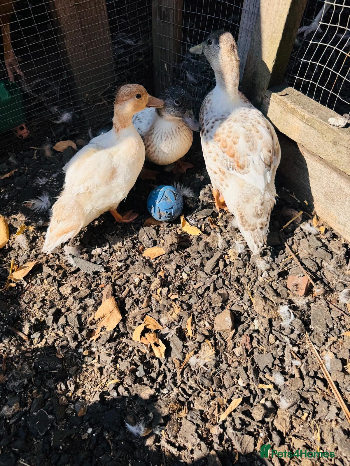 Ducks poultry  Call Ducks, trio 1 male 2 females - Advert 4