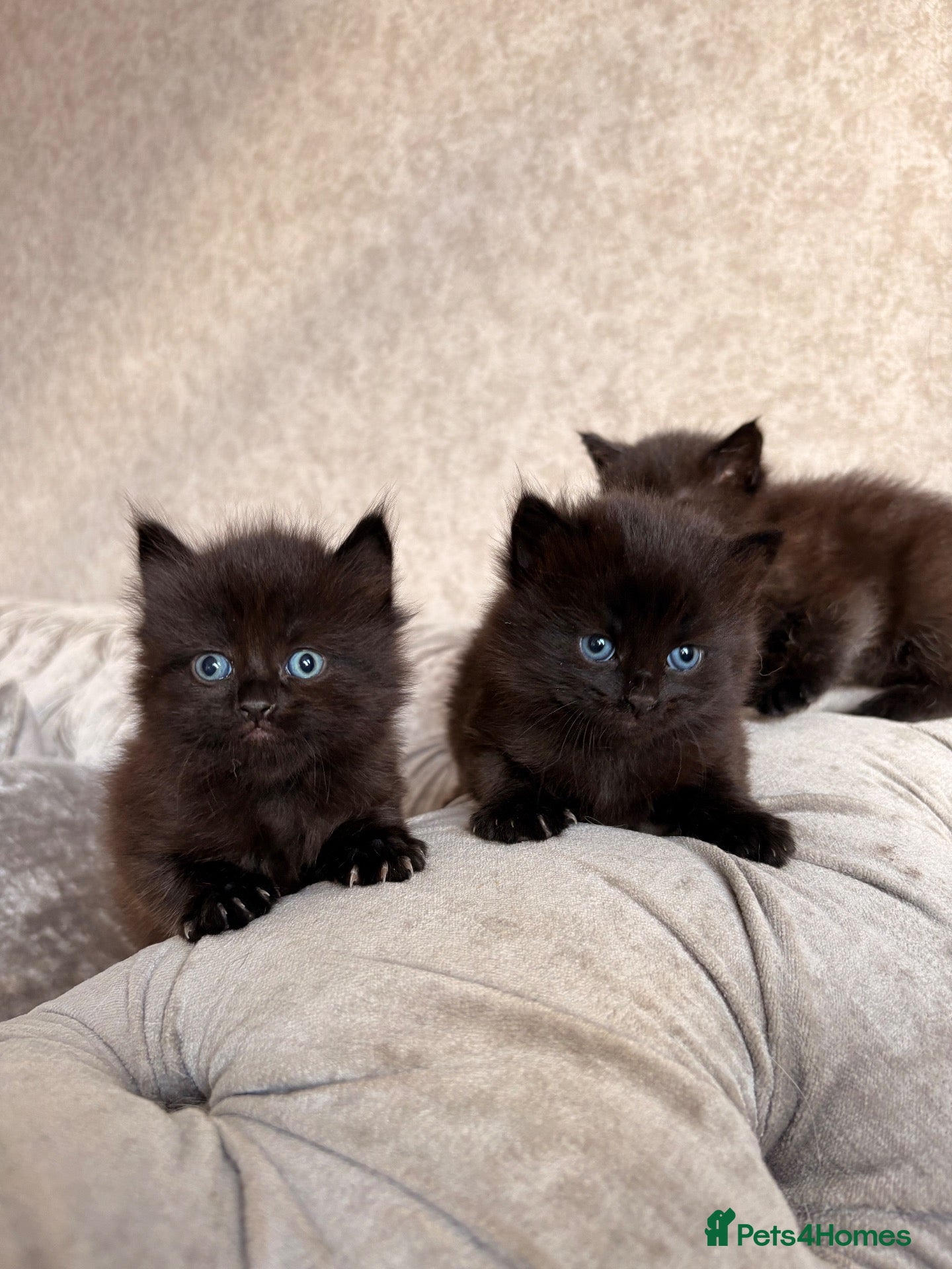 Mixed Breed cats 3 Gorgeous Kittens (2 Long Haired) - Advert 14
