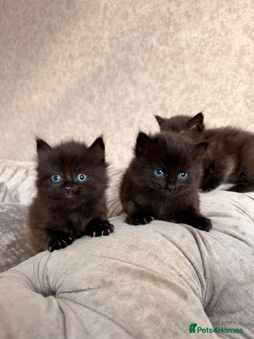 Mixed Breed cats for sale: 3 Gorgeous Kittens (2 Long Haired) - Advert 1