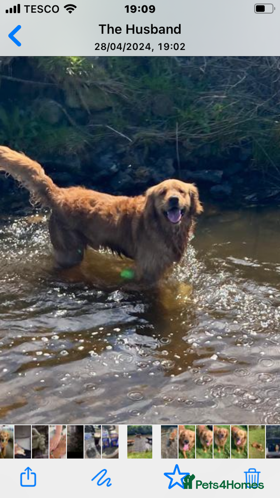 Goldador dogs for sale: Goldador  - Advert 12