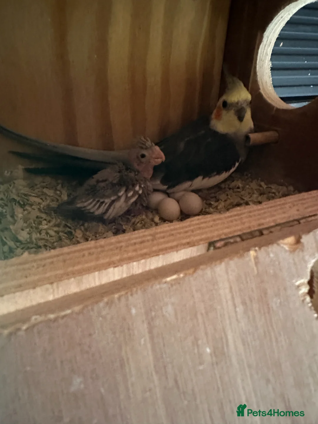 Cockatiels birds for sale: Hand Tame Grey Pied Cockatiel Chick - Advert 2