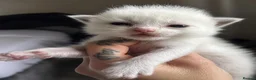 Ragdoll cats for sale: ✨️ Beautiful TICA-Registered Ragdoll Kittens ✨️ - Advert 13